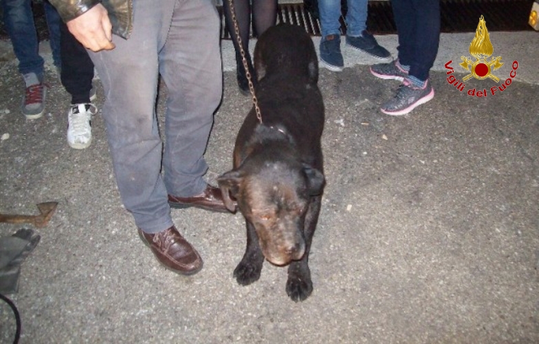 Matera, salvati due cani finiti in un fosso a Stigliano