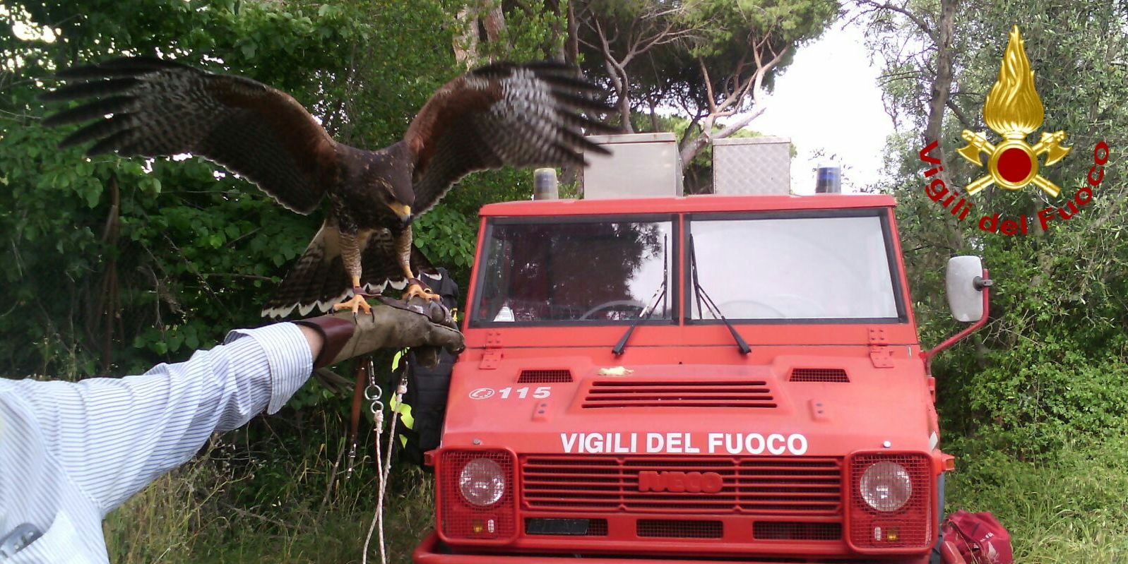 Un'immagine della poiana di Harris