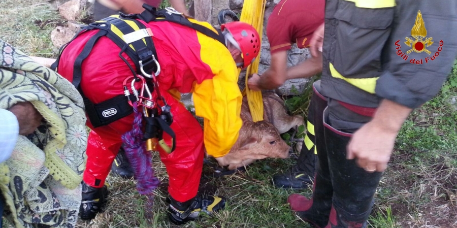Benevento, salvato un vitello