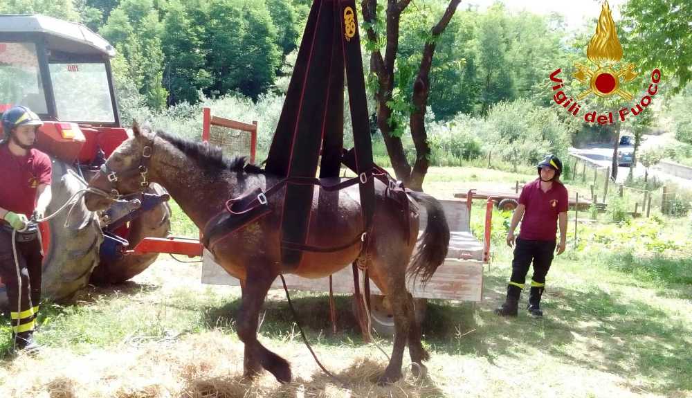 Vibo Valentia, salvato un cavallo