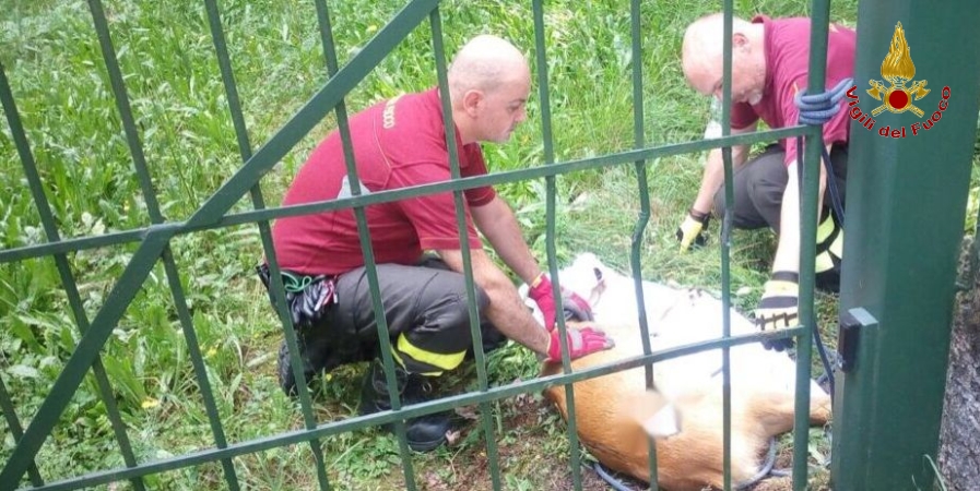 Varese, salvato un capriolo nel comune di Porto Valtravaglia