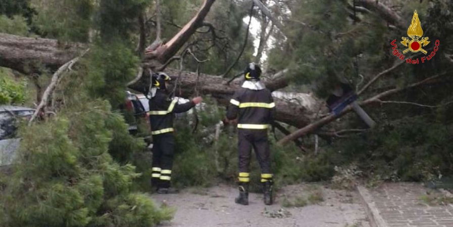 Ancona, cade un grande pino mediterraneo nel comune di Osimo