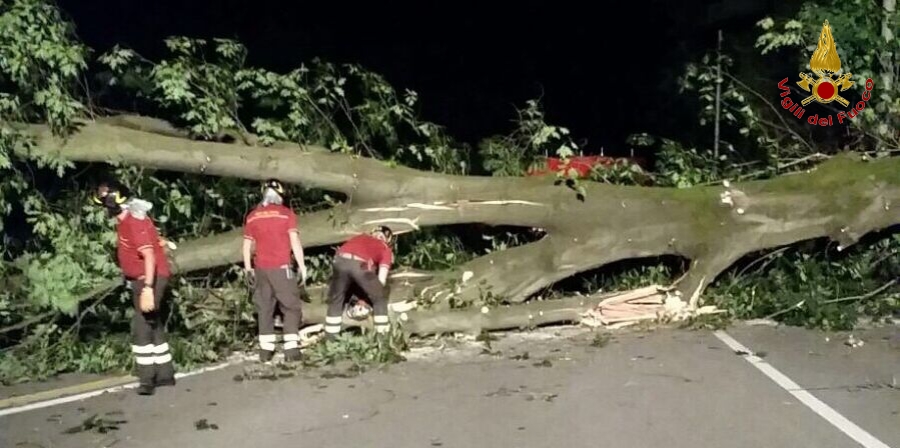 Varese, cade una grande quercia nel comune di Gorla Minore