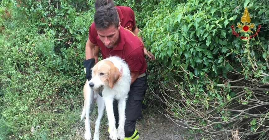 Genova, portato in salvo un segugio intrappolato in un laccio per cinghiali