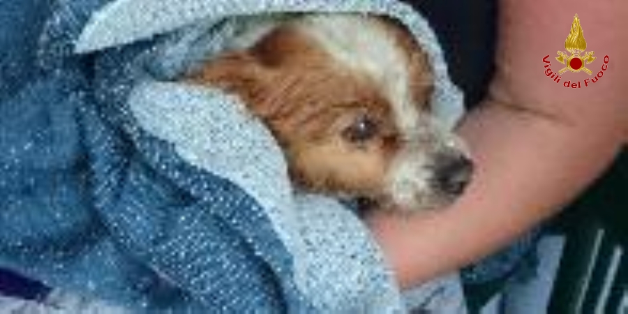 Lecco, salvato un cagnolino caduto accidentalmente in un canale