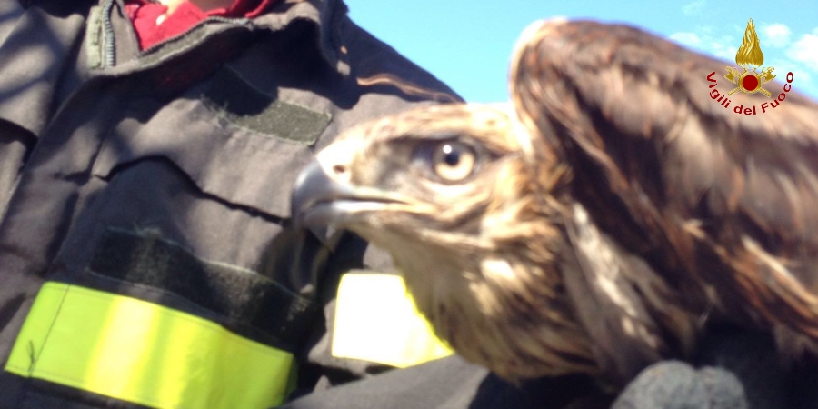 Oristano, salvato un rapace ferito