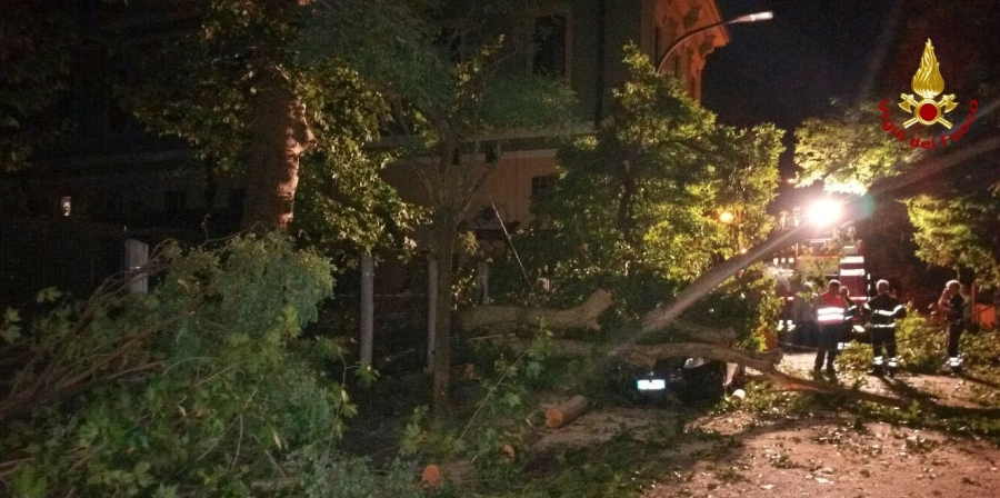 Milano, rimosso un platano secolare caduto a seguito del maltempo