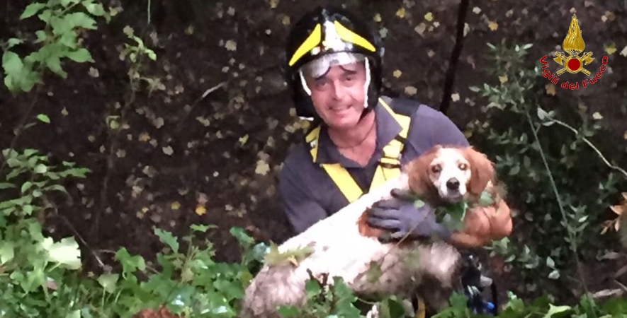 Roma, salvato un cane da caccia finito in invaso