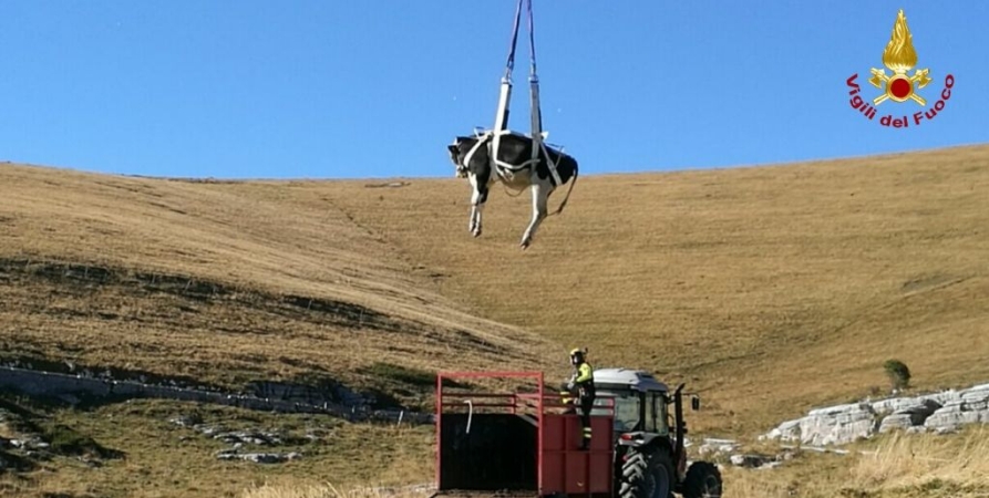 Verona, salvato un bovino rimasto imprigionato tra le rocce di una forra