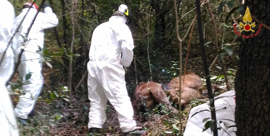 Lecco, recupero carcassa di un cervo morto
