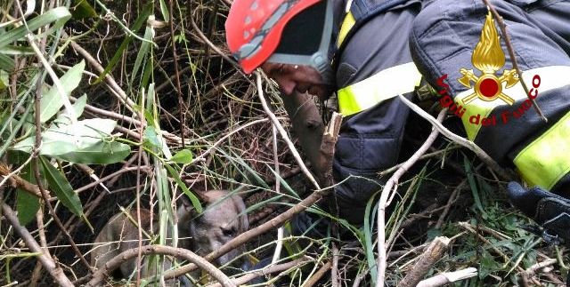 Messina, salvato cagnolino finito in un dirupo