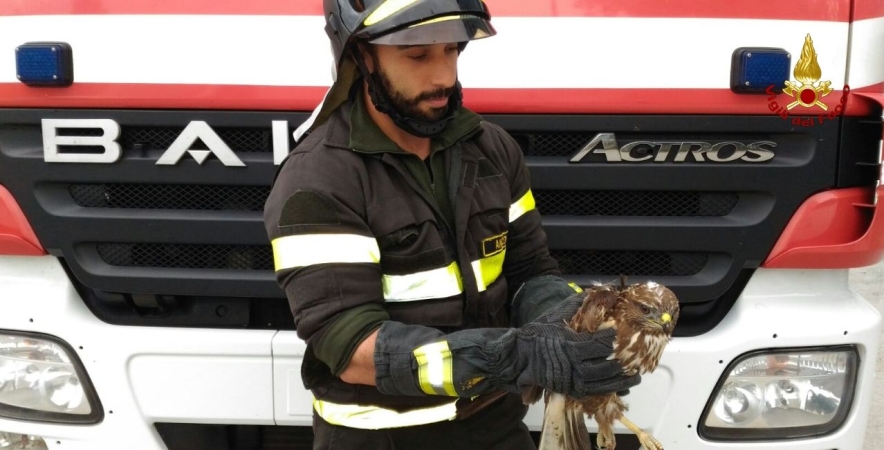 Ancona, salvato un rapace