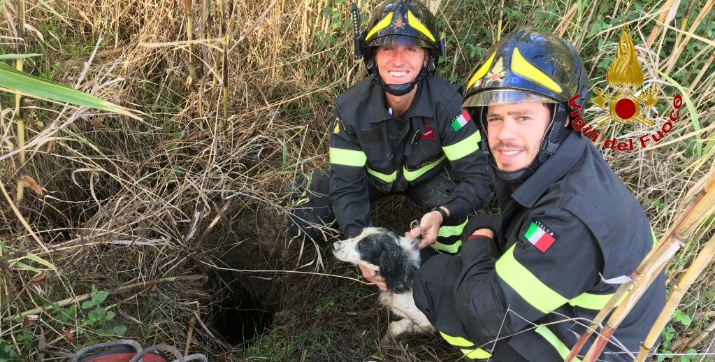Firenze, salvato cane da caccia