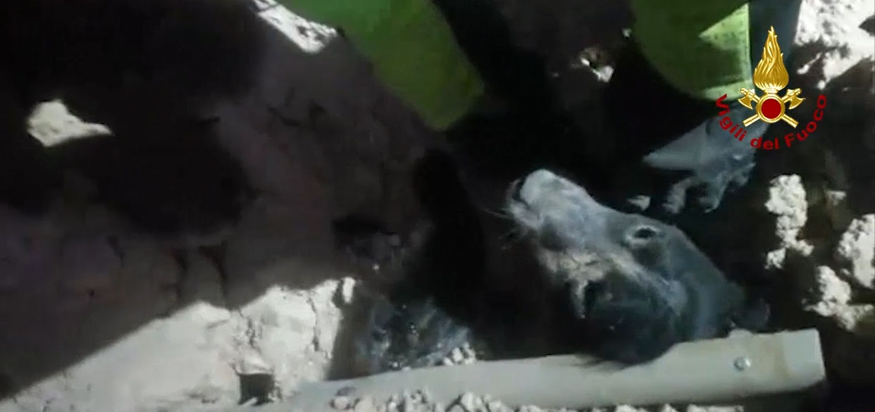 Perugia, estratto un cane dalle macerie a Norcia