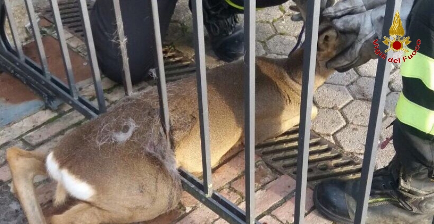 Pisa, soccorso un giovane capriolo rimasto incastrato in un cancello