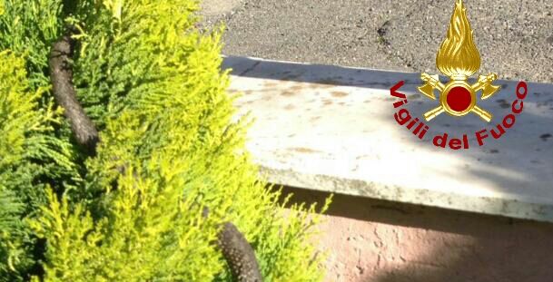 La Spezia, catturato un rettile che si era introdotto in un giradino privato