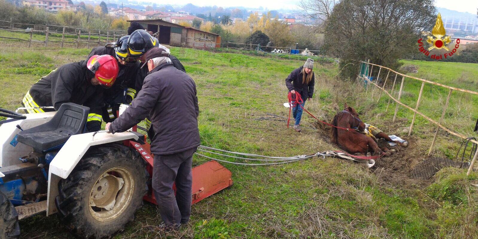 Pistoia, soccorso un cavallo che aveva difficoltà a rialzarsi