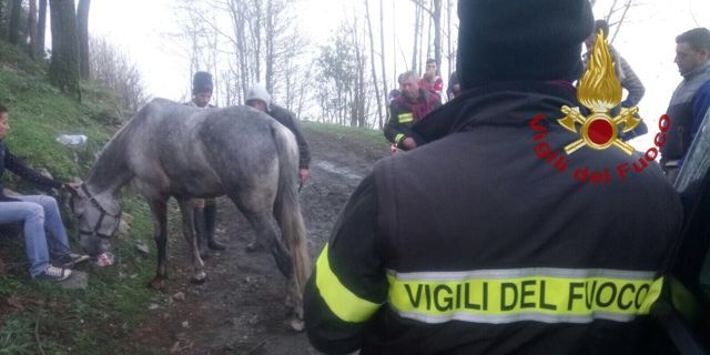 Messina, portato in salvo un cavallo caduto in un dirupo