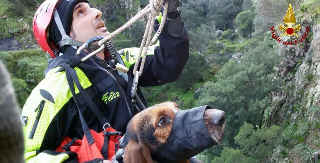 Reggio Calabria, tratto in salvo un segugio caduto accidentalmente in un dirupo