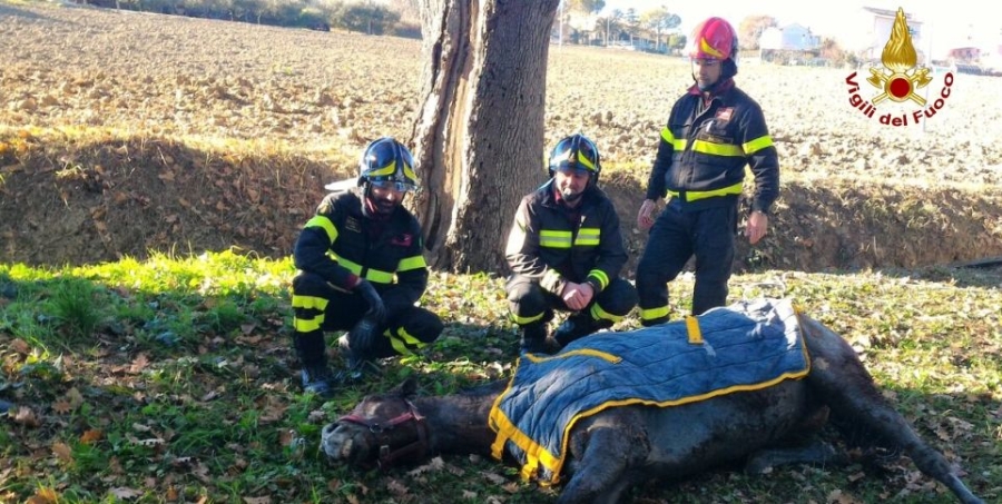 Ancona, soccorso un cavallo finito in un fossato da cui non riusciva a venir fuori