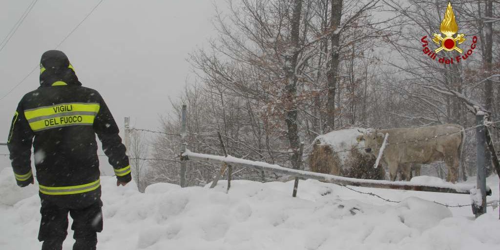 Macerata, assistenza animali in condizioni meteo avverse nel territorio del comune di Gualdo