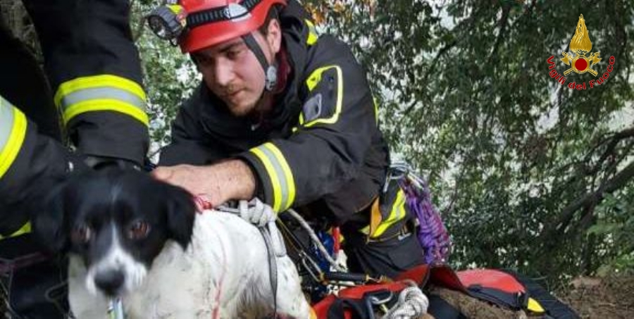 Catanzaro, salvato un cucciolo di Bretone caduto accidentalmente in un dirupo