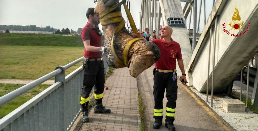 Verona, i Vigili del fuoco recuperano antica statua ad Albaredo d'Adige