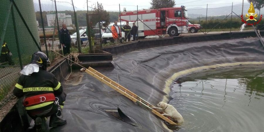 Roma, recuperati due cani meticci