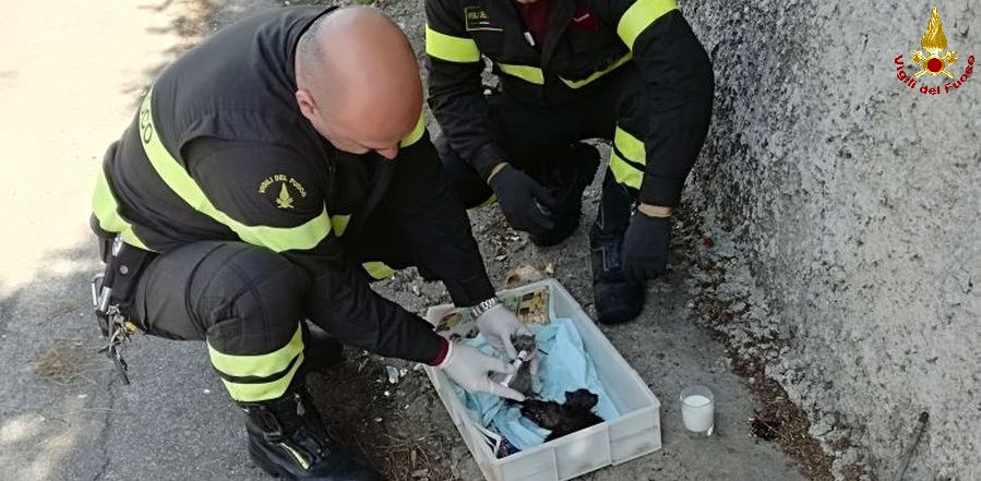 Roma, salvati gattini gettati in una campana per il vetro