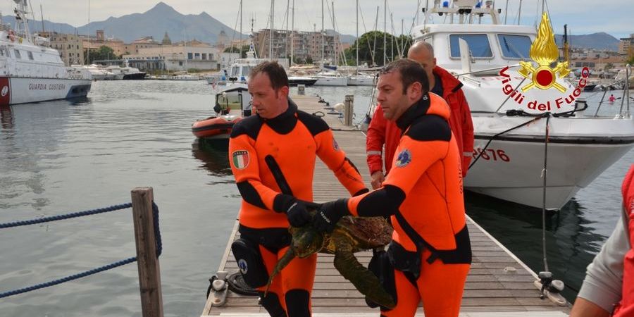 Palermo, salvata una tartaruga