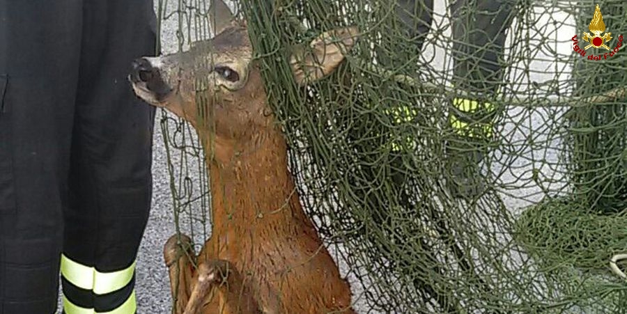 Padova, capriolo caduto in un canale e salvato dai Vigili del fuoco