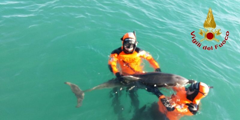 Livorno, salvato un delfino che rischiava lo spiaggiamento
