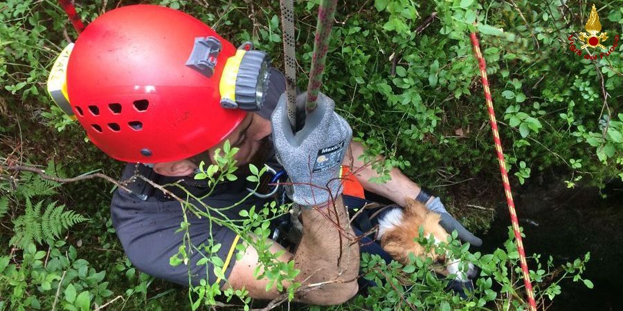 Vicenza, Vigili del fuoco salvano un cane caduto in crepaccio ad Asiago
