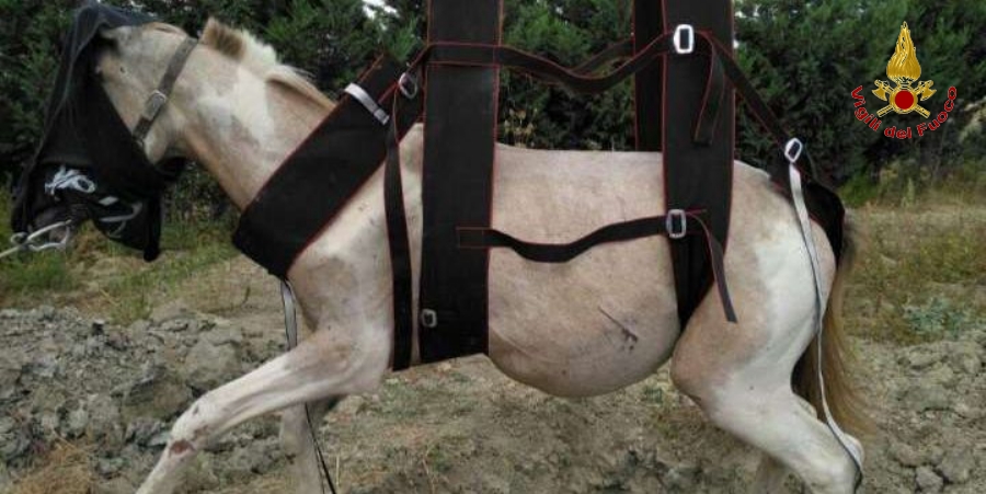 Catanzaro, salvato un cavallo caduto accidentalmente in un fosso
