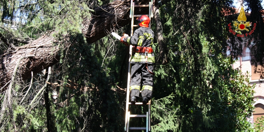 Forlì-Cesena, rimozione di un grosso abete finito sul terrazzo di una scuola