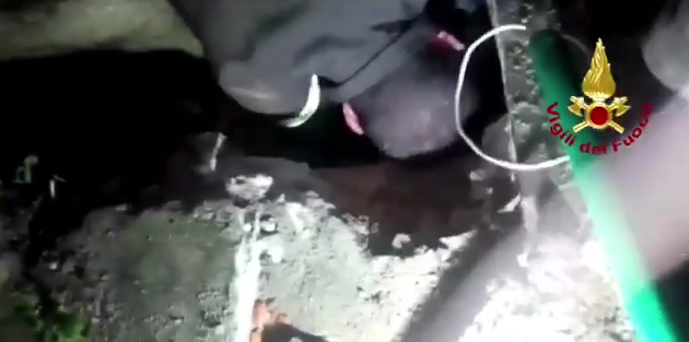 Arezzo, salvato un cane finito accidentalmente in una fognatura
