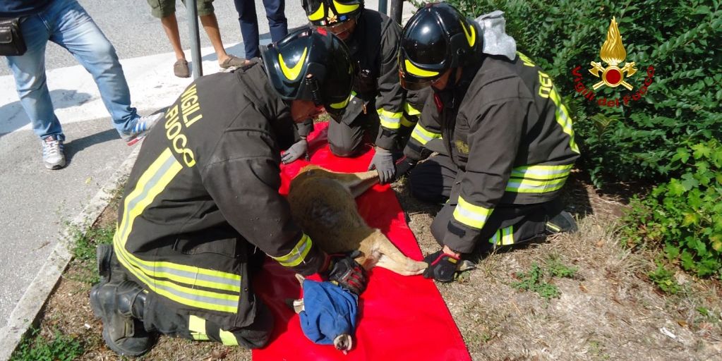 Ancona, recuperato capriolo caduto nel greto del fiume