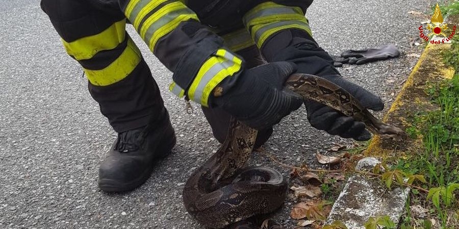 Milano, recuperato rettile