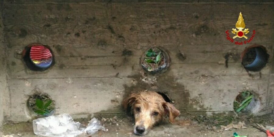 Verona, tratto in salvo un cane