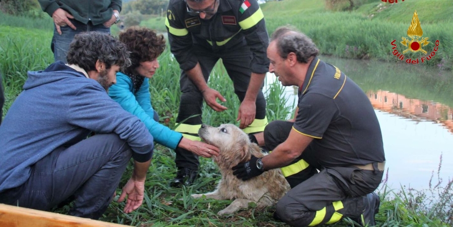 salvato un Labrador dalle acque del fiume