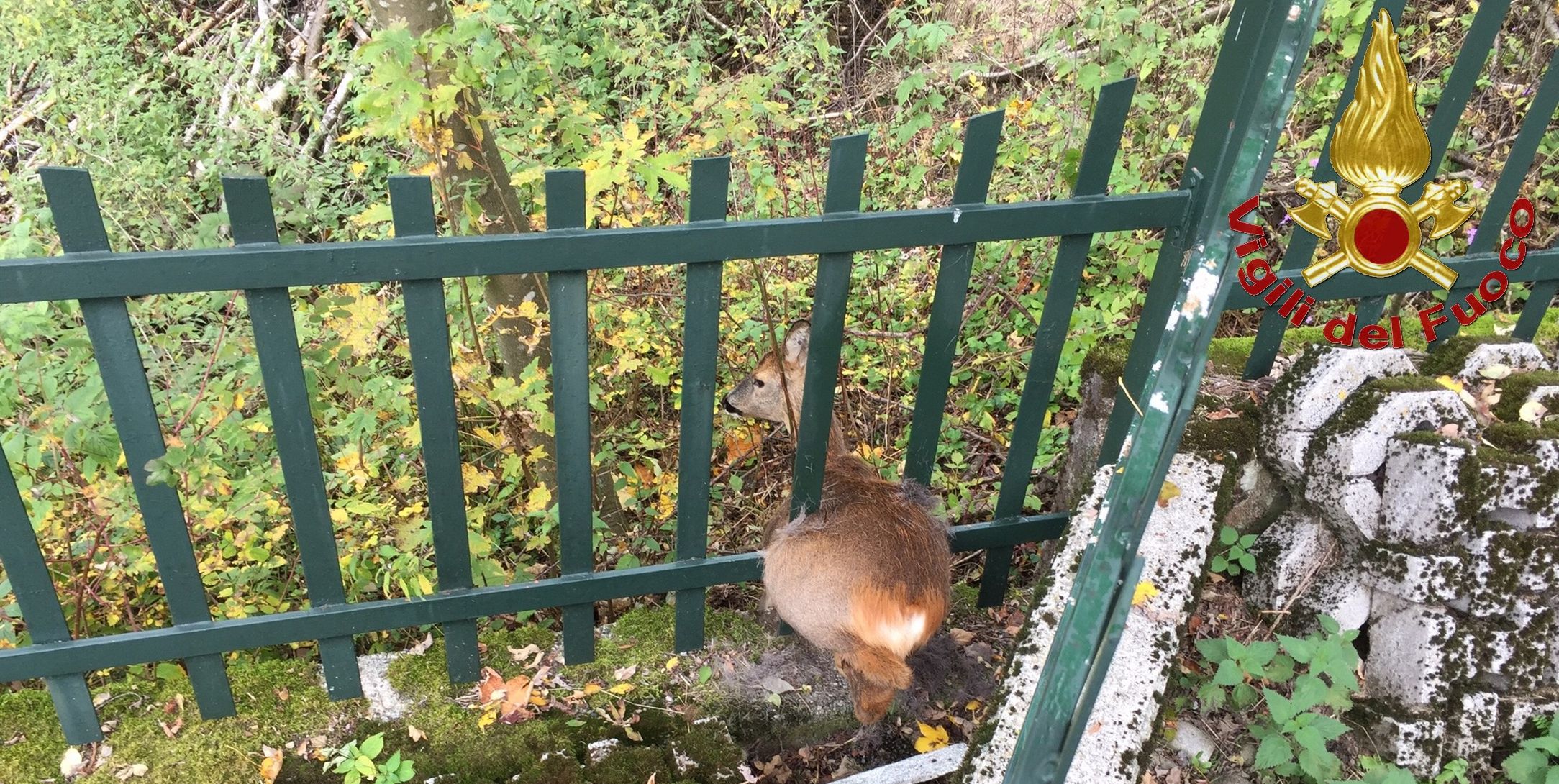 Lecco, portato in salvo un capriolo in località Resinelli