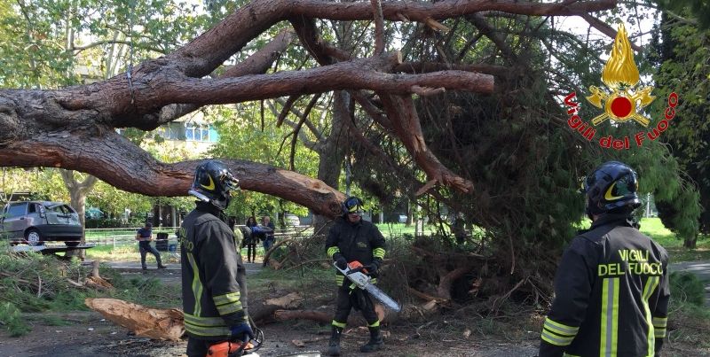 Roma, cade sulla sede stradale un pino mediterraneo alto 25 metri