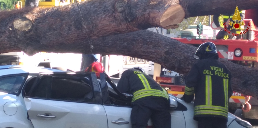 Roma, cade albero di alto fusto nei pressi del lungotevere delle Navi e colpisce taxi in transito