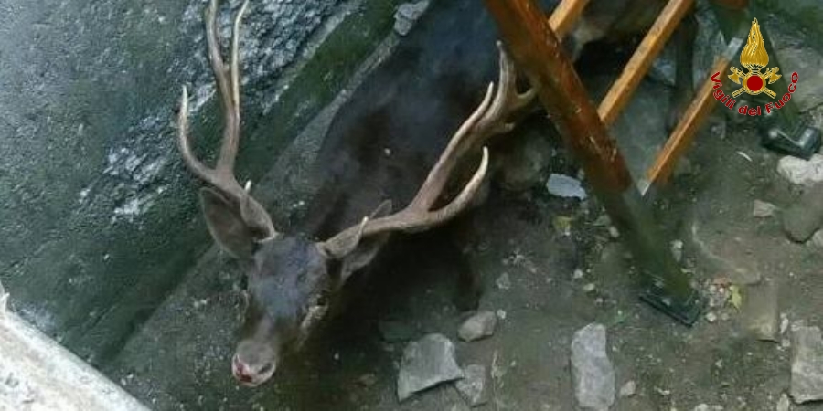 Savona, capriolo cade in un pozzo: soccorso dai Vigili del fuoco