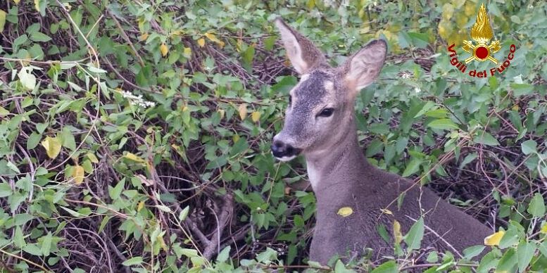 Verona, salvato dalle acque un giovane capriolo nel comune di Pastrengo