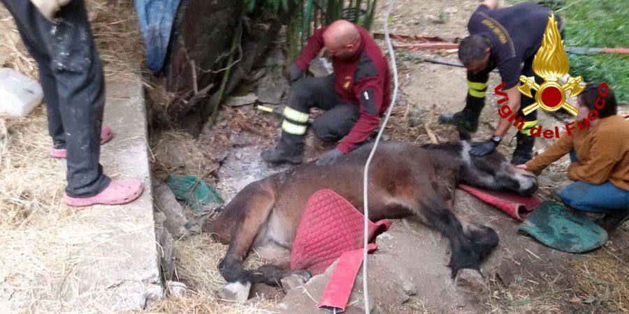 Genova, tratto in salvo cavallo caduto in un canale di scolo