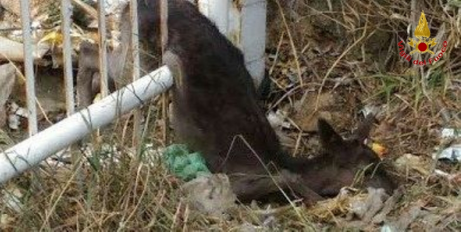 Savona, daino incastrato in un cancello, liberato dai Vigili del fuoco a Spotorno