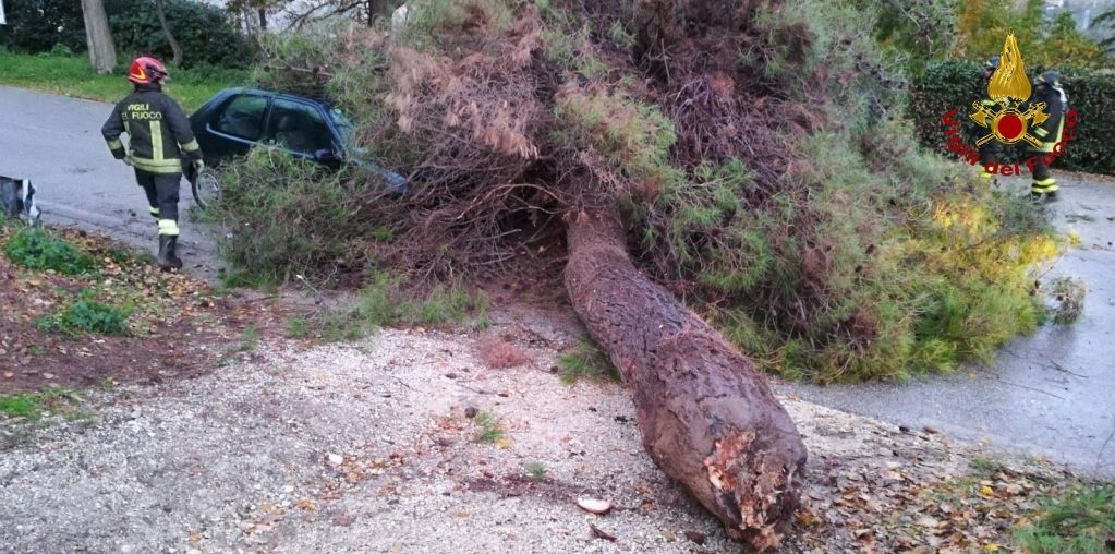 Ascoli Piceno, auto finisce contro albero che cade nel comune di San Benedetto del Tronto