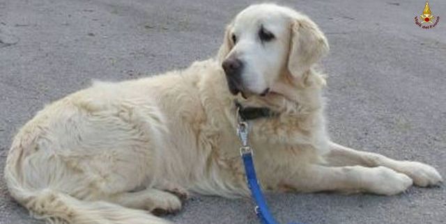 Gorizia, in congedo per fine servizio il cane Thelma