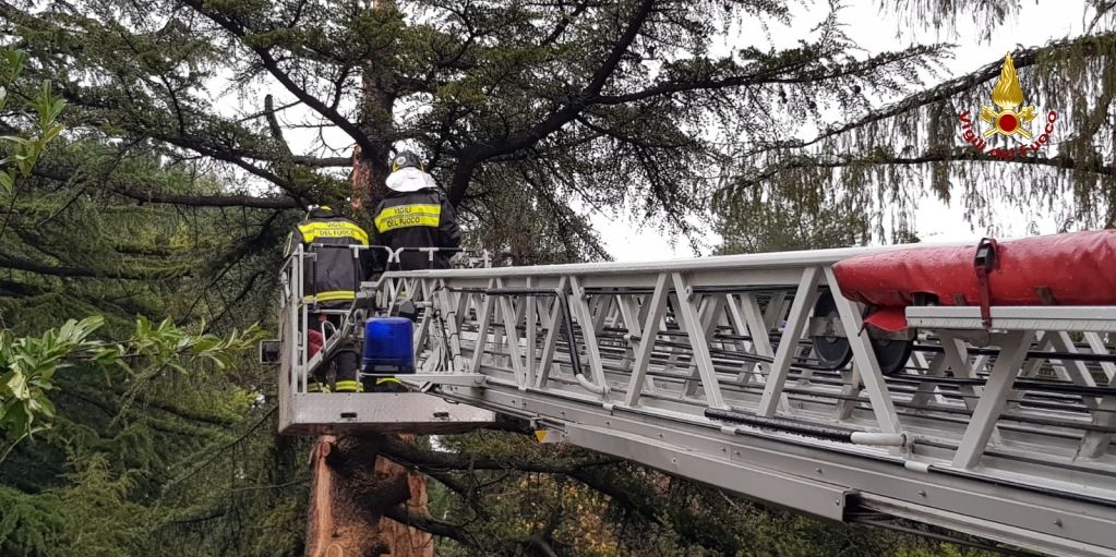 Ancona, messo in sicurezza un cipresso pericolante nel comune di Castelplanio